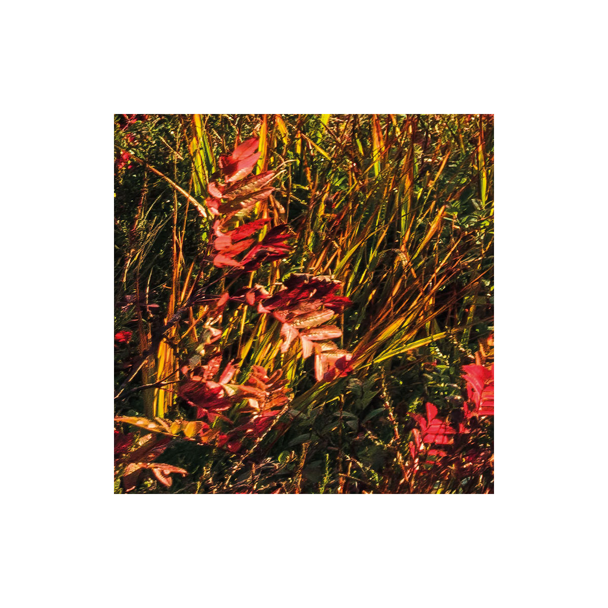 Komar  Vlies Fototapete Norwegische Herbstwelten 450x280 cm Bild 3