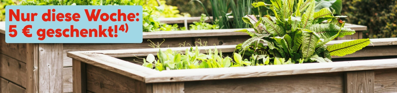 Hochbeet-Gutschein Aktion