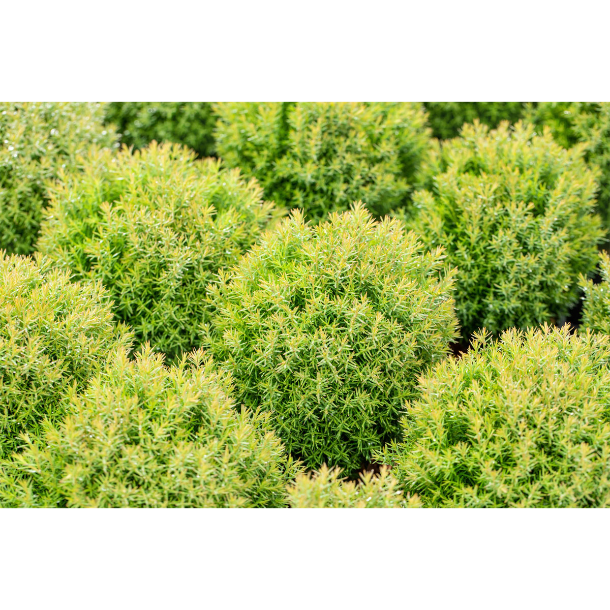 Plantiflor Kuschel-Lebensbaum Teddy Topf Durchmesser 17 cm