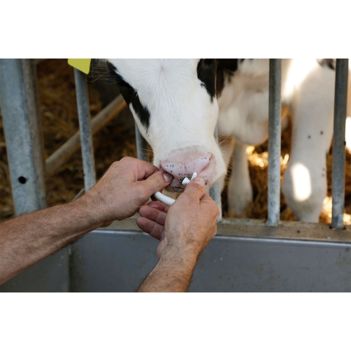 Viehsaugentwöhner SuckStop Müller für Jung- und Großvieh Bild 5