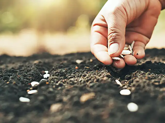 Eine Hand pflanzt Samen in dunkle Erde in einem sonnigen Garten.