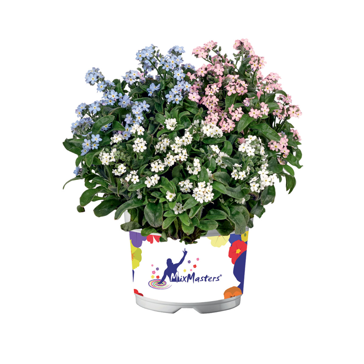 Vergissmeinnicht Trio Topf Durchmesser 13 cm Bild 1