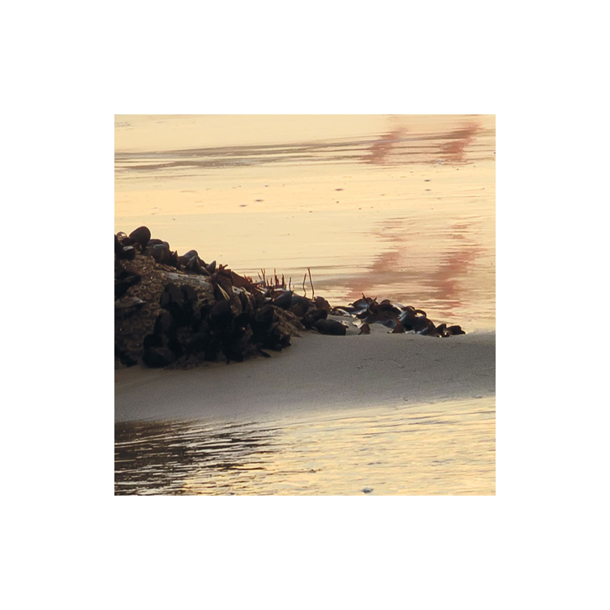 Komar  Vlies Fototapete Golden Gate 400x250 cm Bild 5