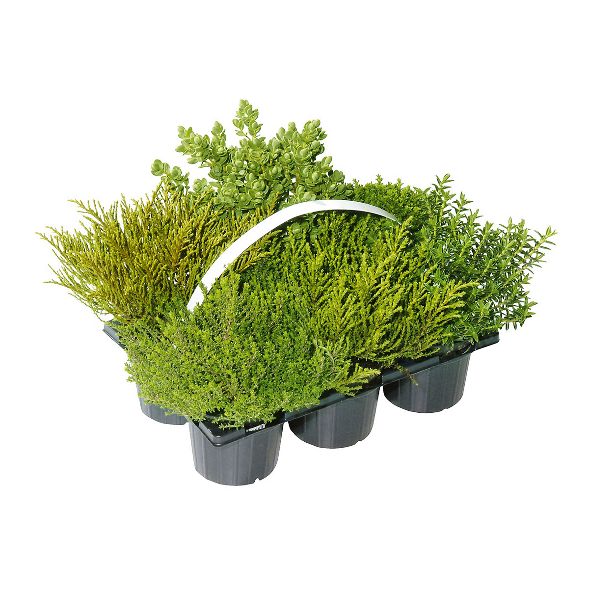 Plantiflor  Herbsttray 6er-Pack Topf Durchmesser 9 cm Bild 1