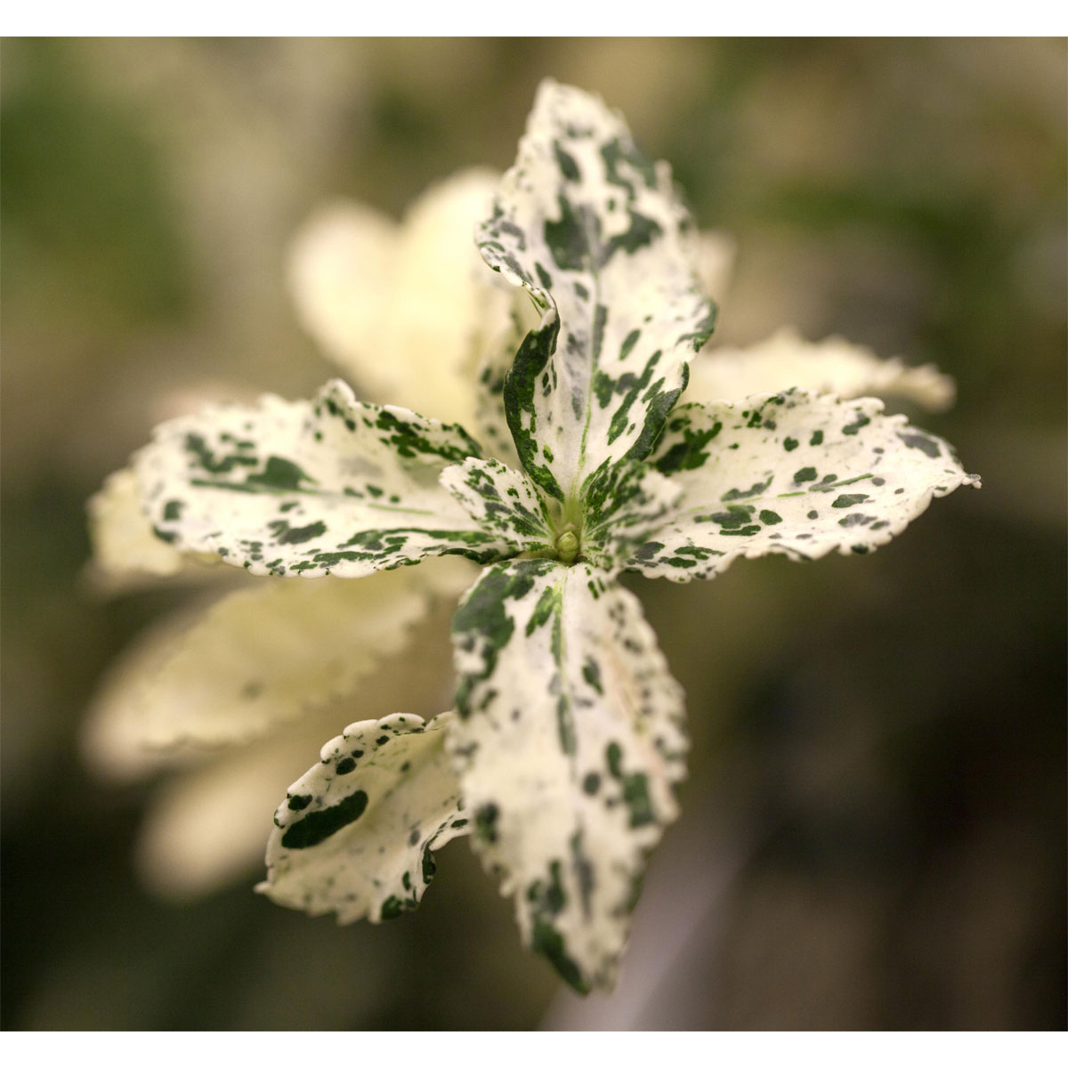 Plantiflor Spindelstrauch Harlequin Topf Durchmesser 15 cm