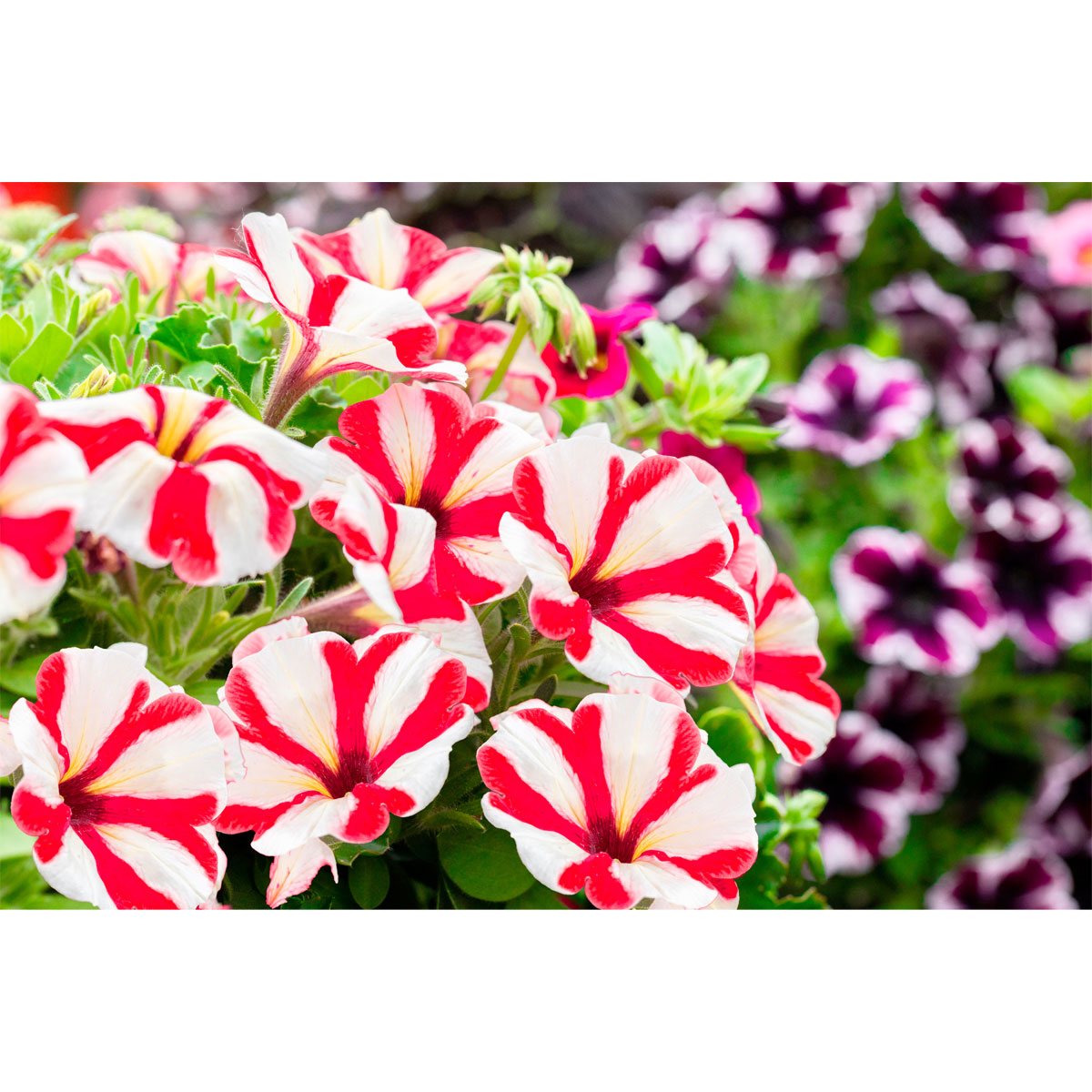 Plantiflor  Petunie rot-weiß gestreift 6er-Tray Bild 1