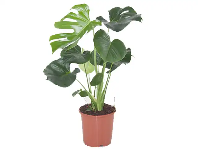Eine grüne Monstera-Pflanze wächst in einem braunen Plastiktopf.