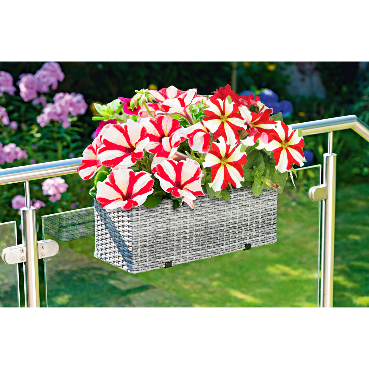 Plantiflor  Petunie rot-weiß gestreift 6er-Tray Bild 2