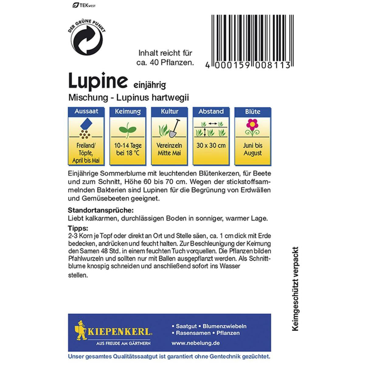 Kiepenkerl Lupinen einjährige Mischung Bild 2