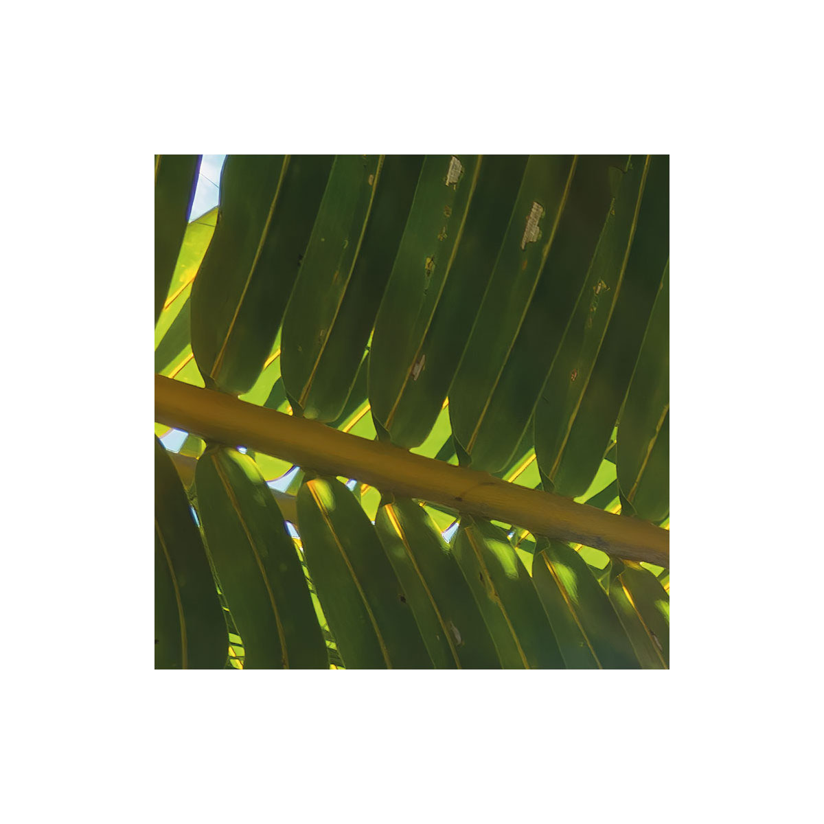 Komar  Vlies Fototapete Coconut Heaven II 450x280 cm Bild 6