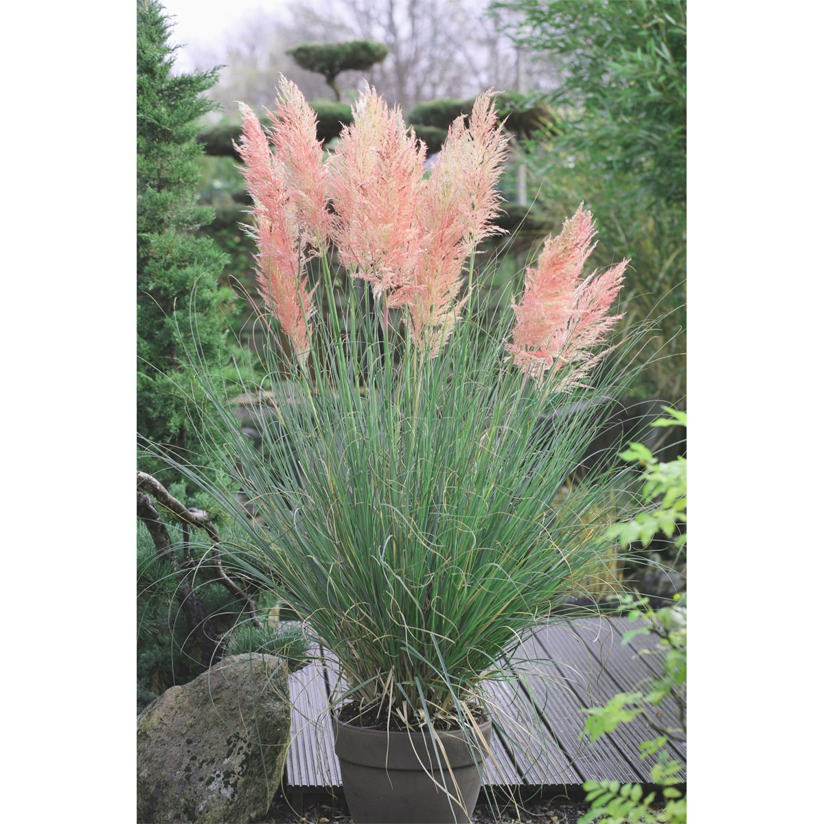 Plantiflor Pampasgras Rosea Topf Durchmesser 17 cm Bild 1