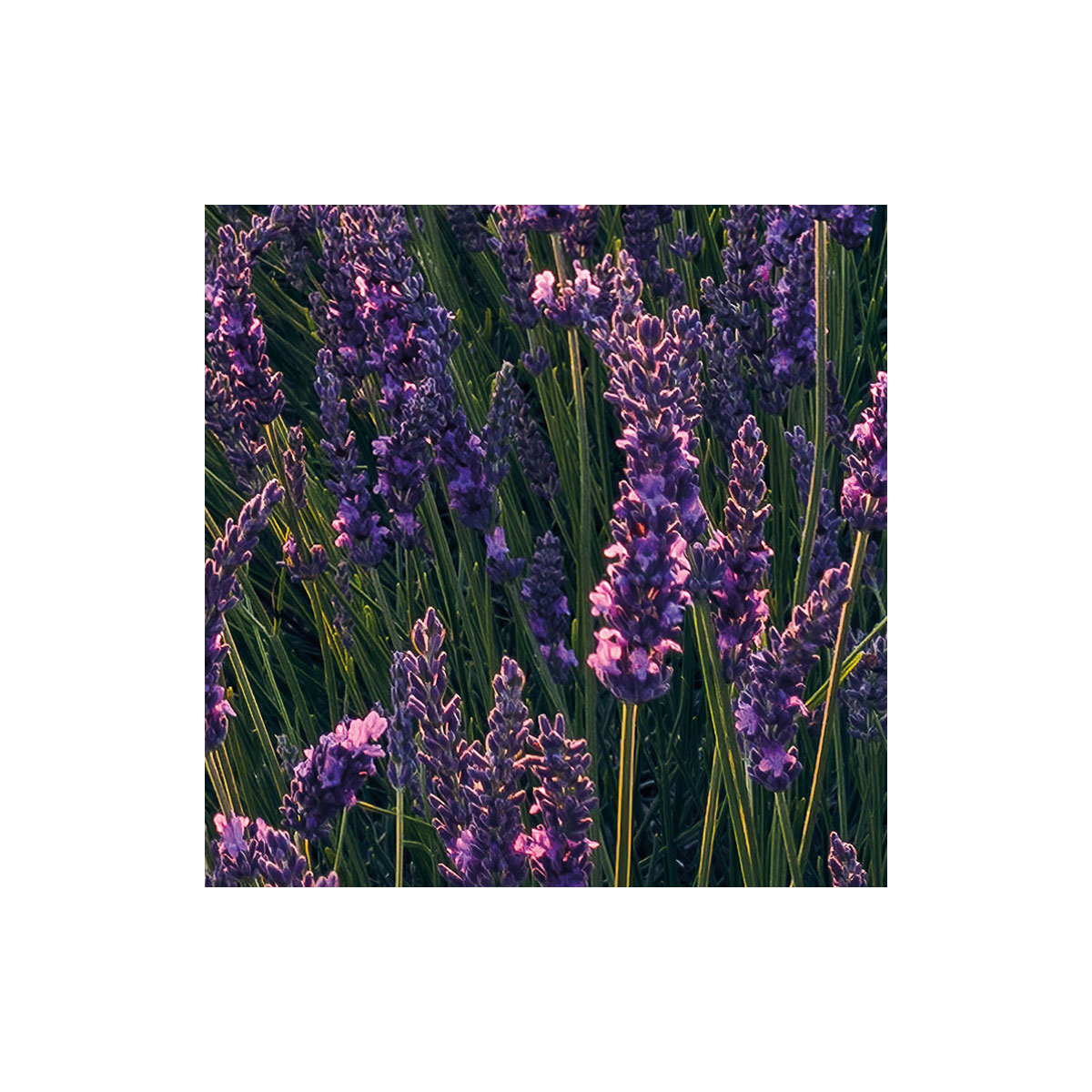 Komar  Vlies Fototapete Lavender Dream 450x280 cm Bild 4