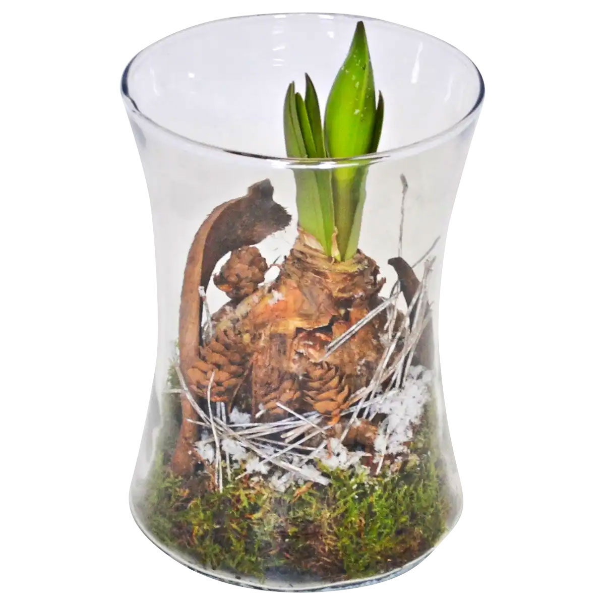 Plantiflor  Amaryllis im Glas Durchmesser 14 cm Bild 1