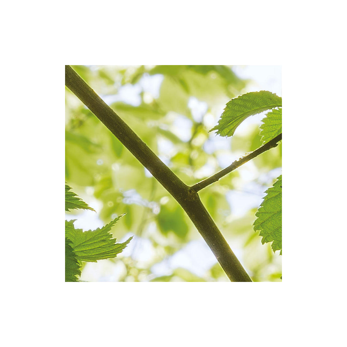 Komar  Vlies Fototapete Im Frühlingswald 450x280 cm Bild 8