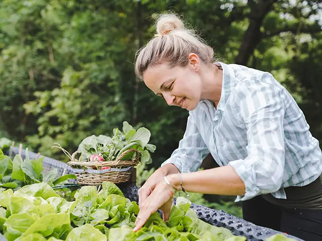 lächelnde Frau pflanzt Gemüse-Hochbeet