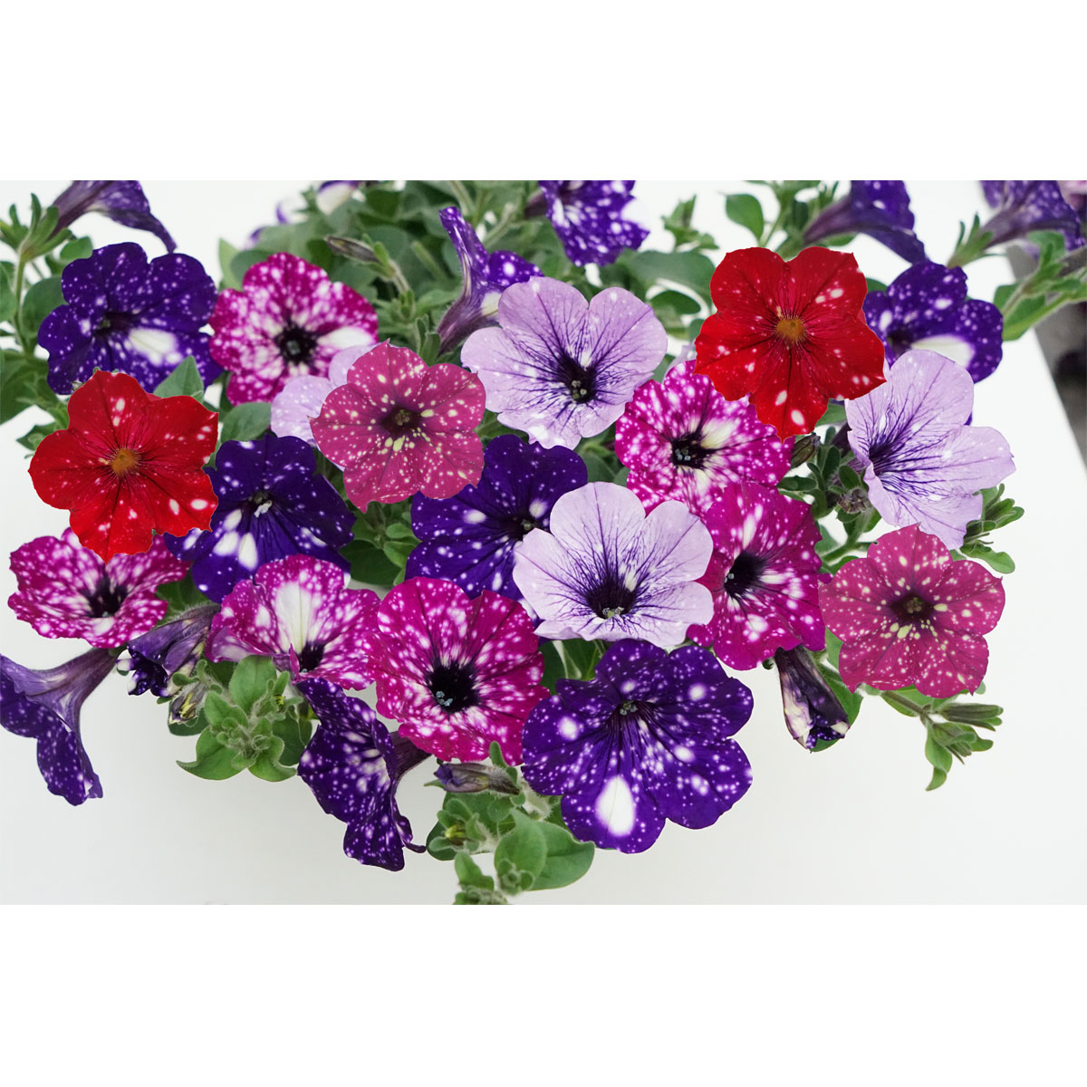 Plantiflor Petunie Sky Family Topf Durchmesser 12 cm