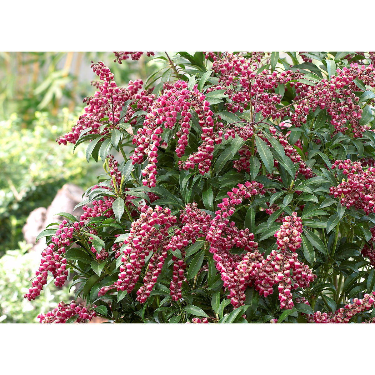 Plantiflor Lavendelheide Passion Topf Durchmesser 17 cm