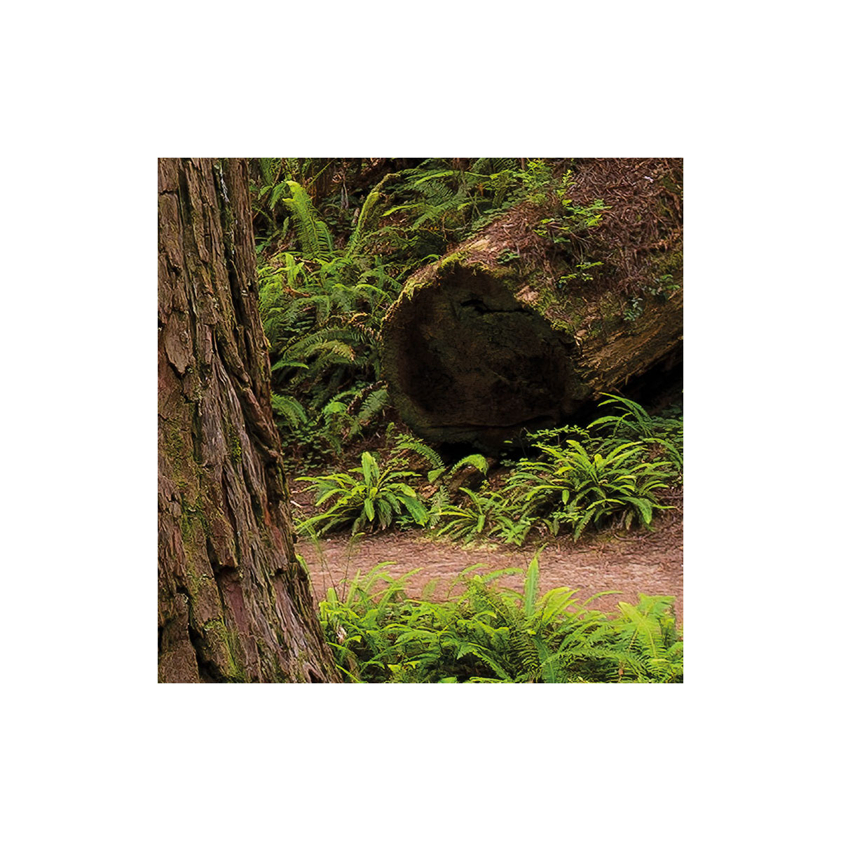 Komar  Vlies Fototapete Redwood Trail 450x280 cm Bild 6