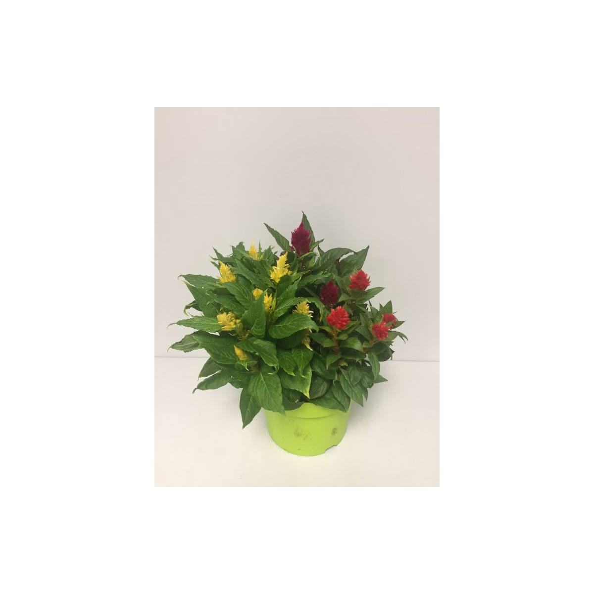 Plantiflor  Celosie Kelos T19