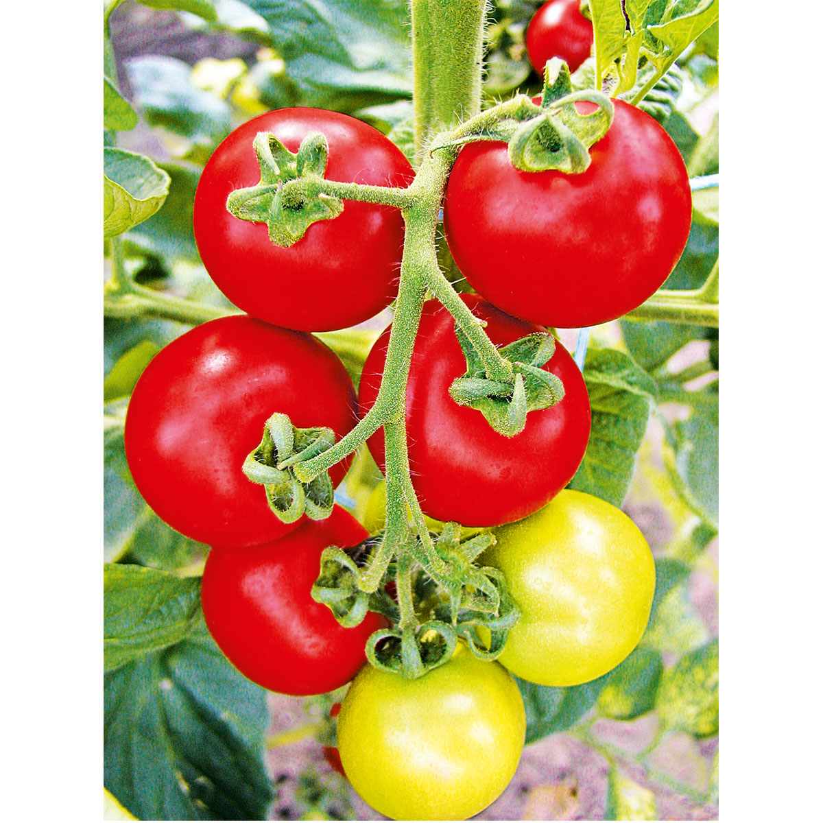 Plantiflor Runde Tomate Harzfeuer Topf Durchmesser 11 cm Bild 3