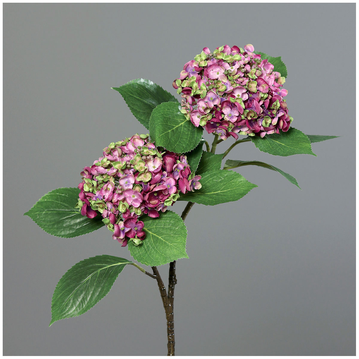 Hortensie 80 cm fuchsia