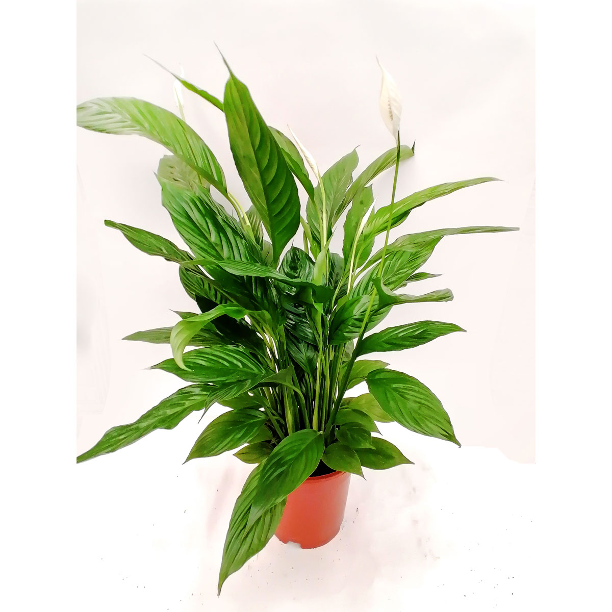 Plantiflor  Einblatt T17