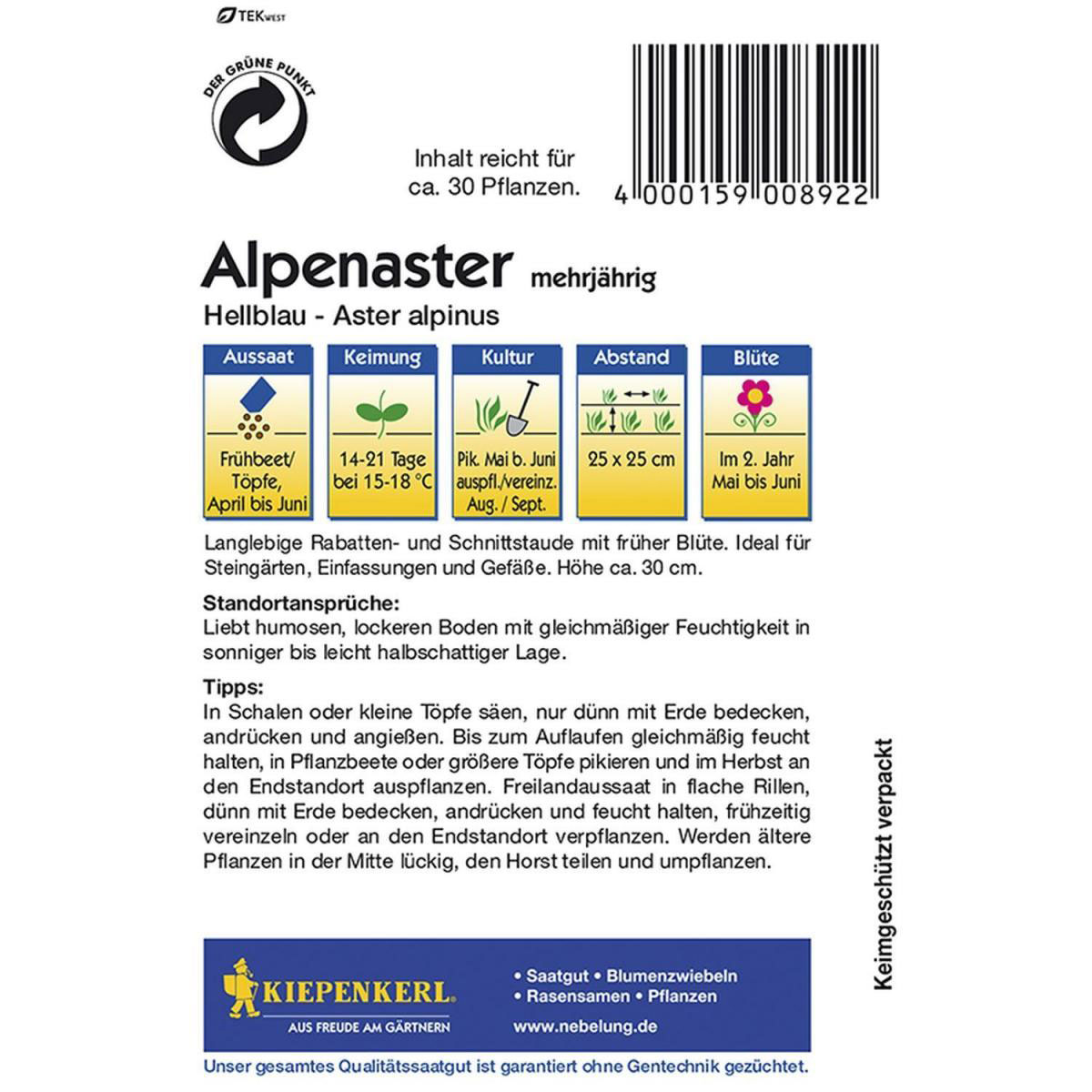 Kiepenkerl Alpenaster hellblau Bild 2