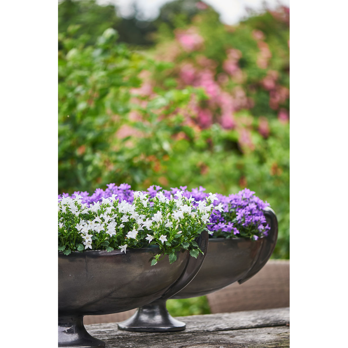 Plantiflor  Glockenblume blau Topf 11 cm Bild 3