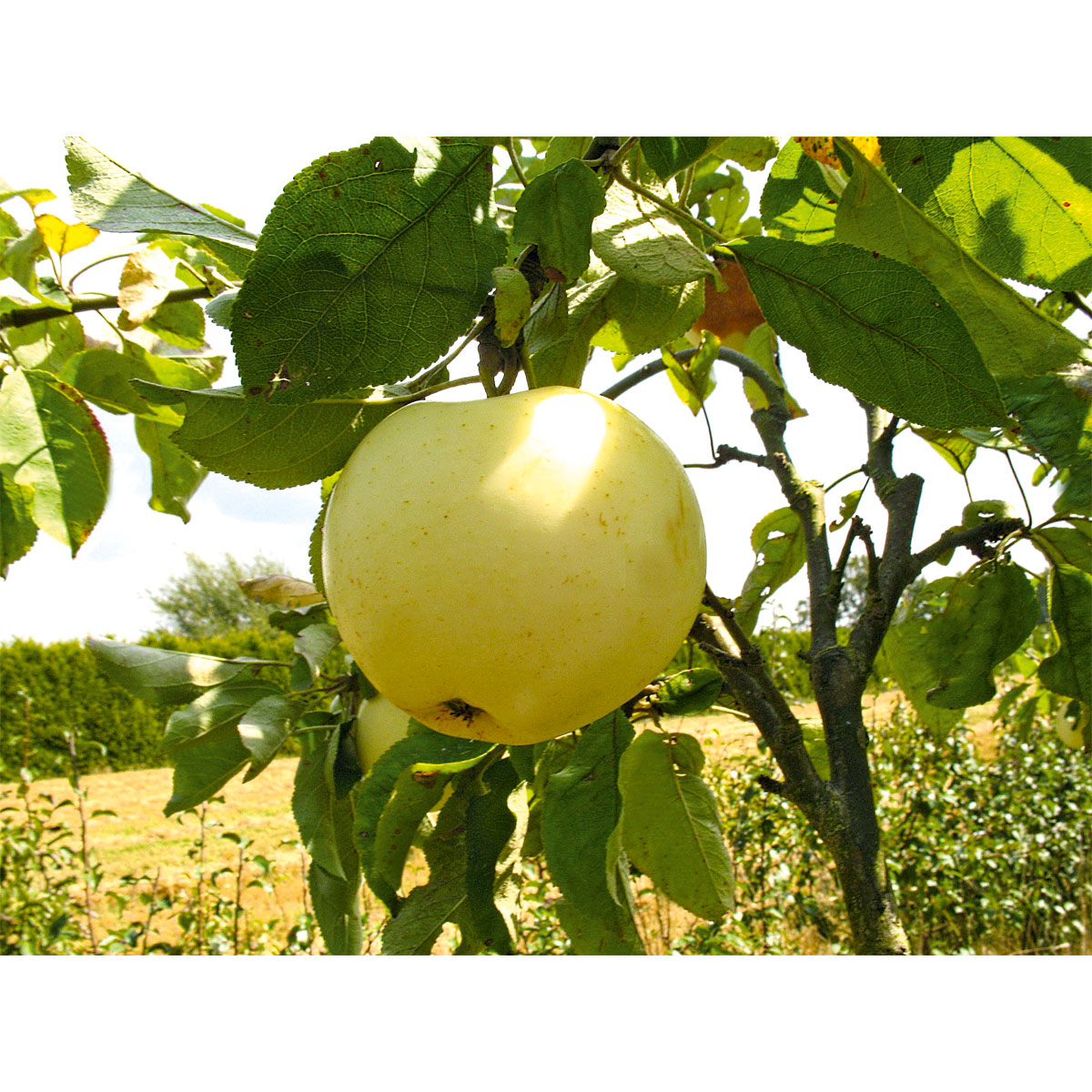 Plantiflor Sommerapfel Weißer Klarapfel Busch Topf Durchmesser 28 cm