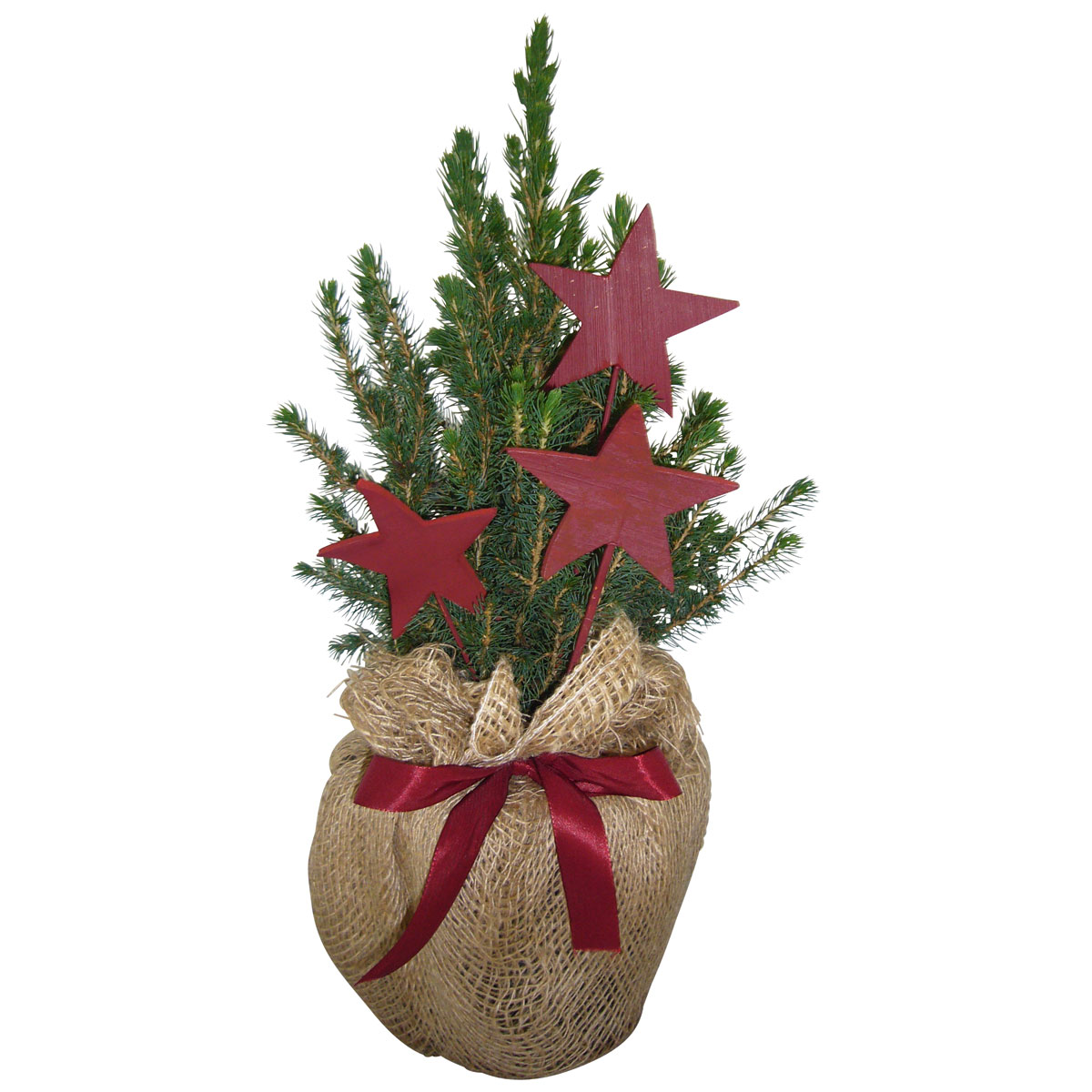 Plantiflor  Geschmückte Zuckerhutfichte 30-40 cm Bild 1