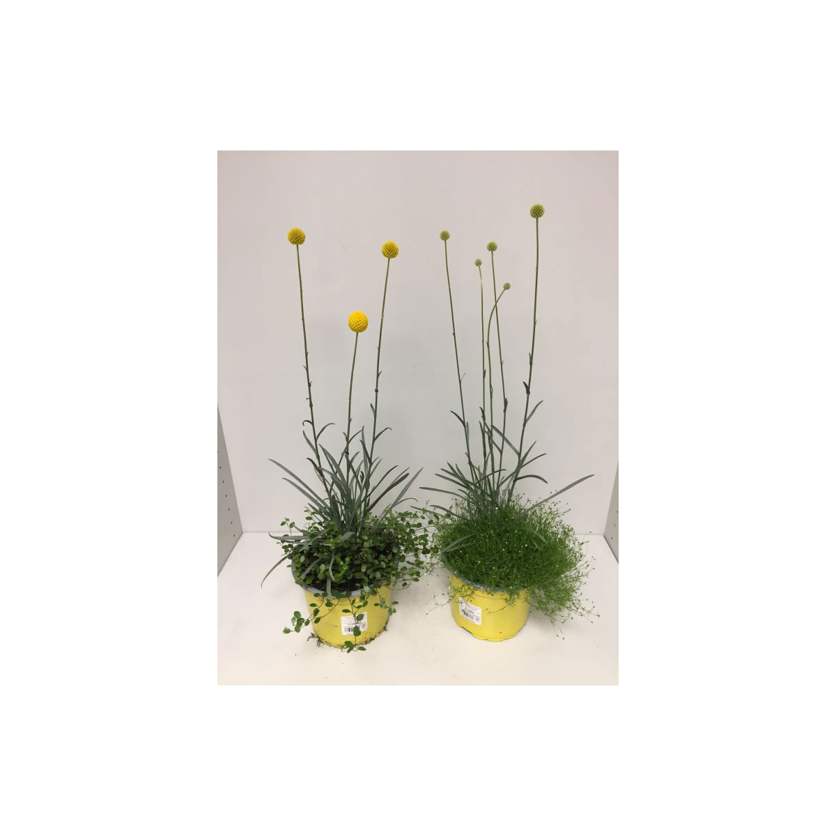 Plantiflor  Craspedia globosa Golf Beauty 3 Sorten T17