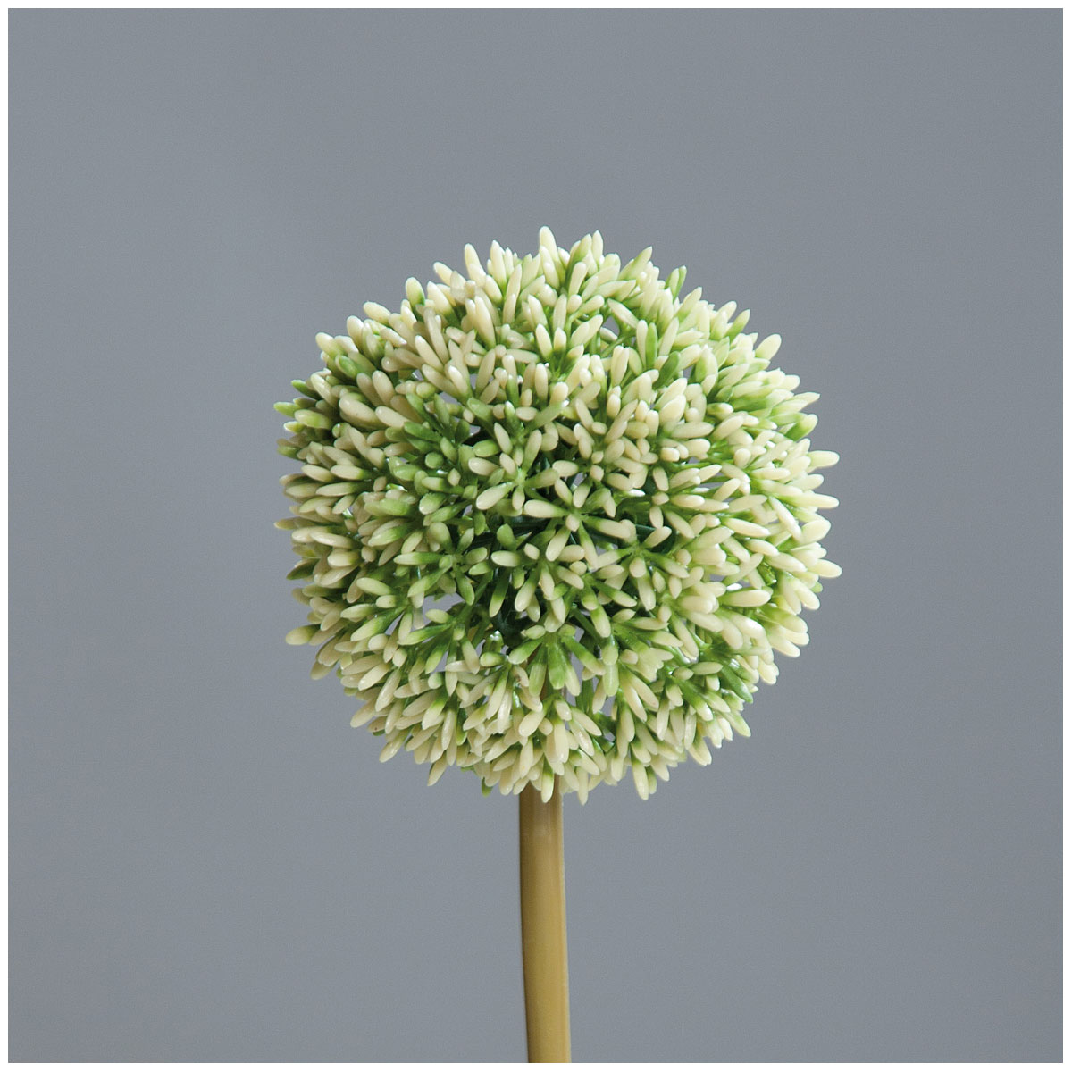 Allium 67 cm cream