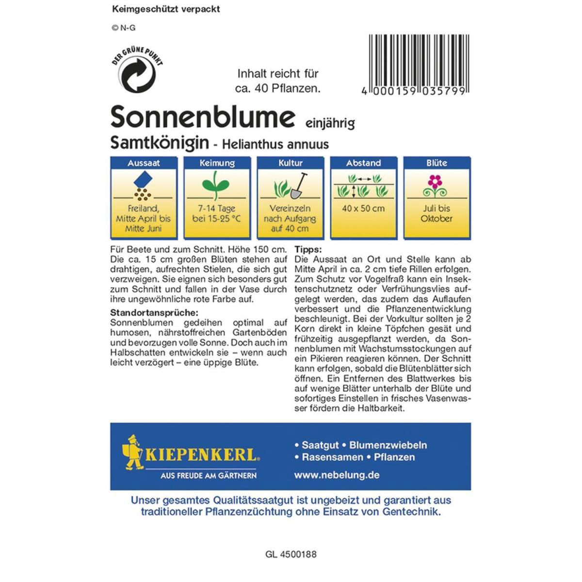 Kiepenkerl Sonnenblumen Samtkönigin Profi-Line Bild 2