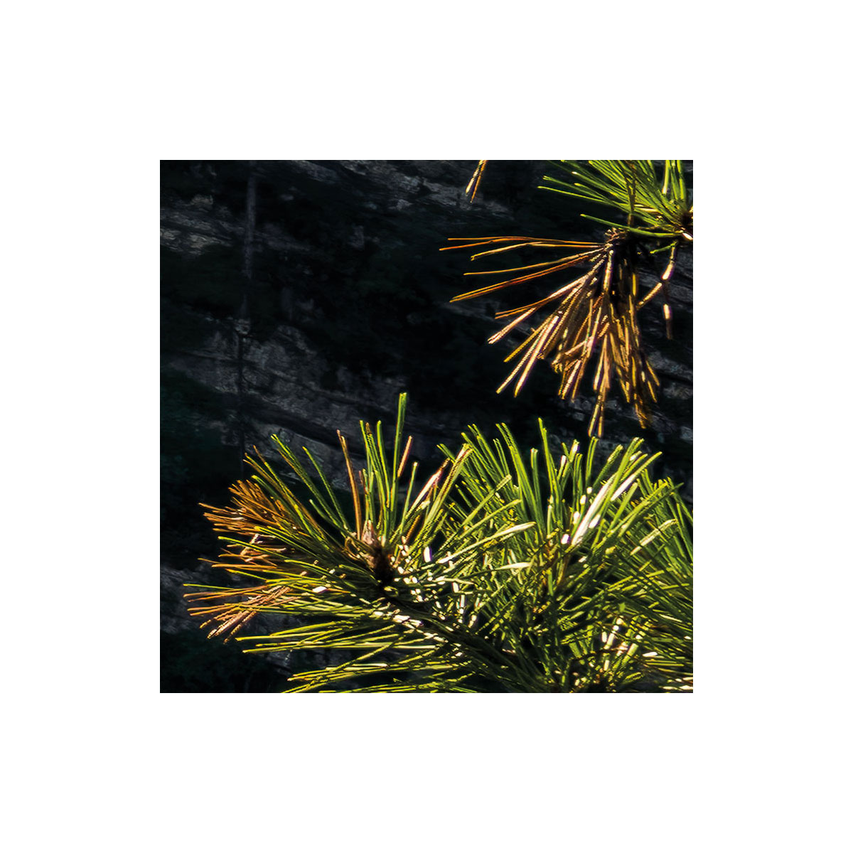 Komar  Vlies Fototapete Elbenpforte 450x280 cm Bild 3