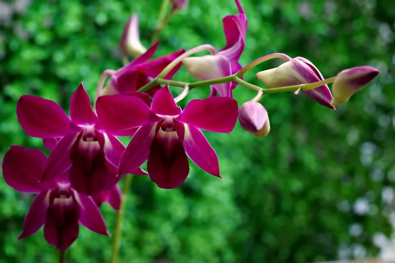 Pinke Orchideenblüten blühen vor einem unscharfen, grünen Hintergrund.