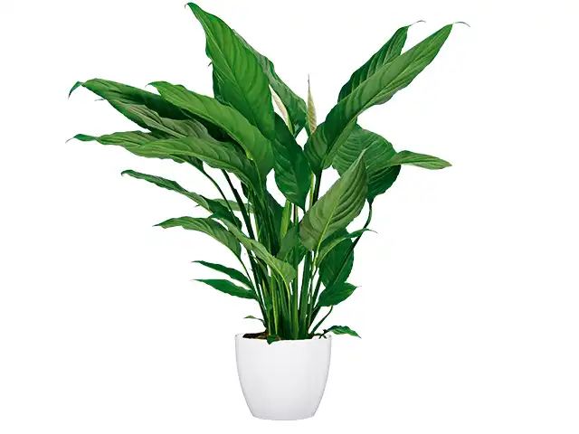 Eine große grüne Pflanze steht in einem weißen Topf vor einem weißen Hintergrund.