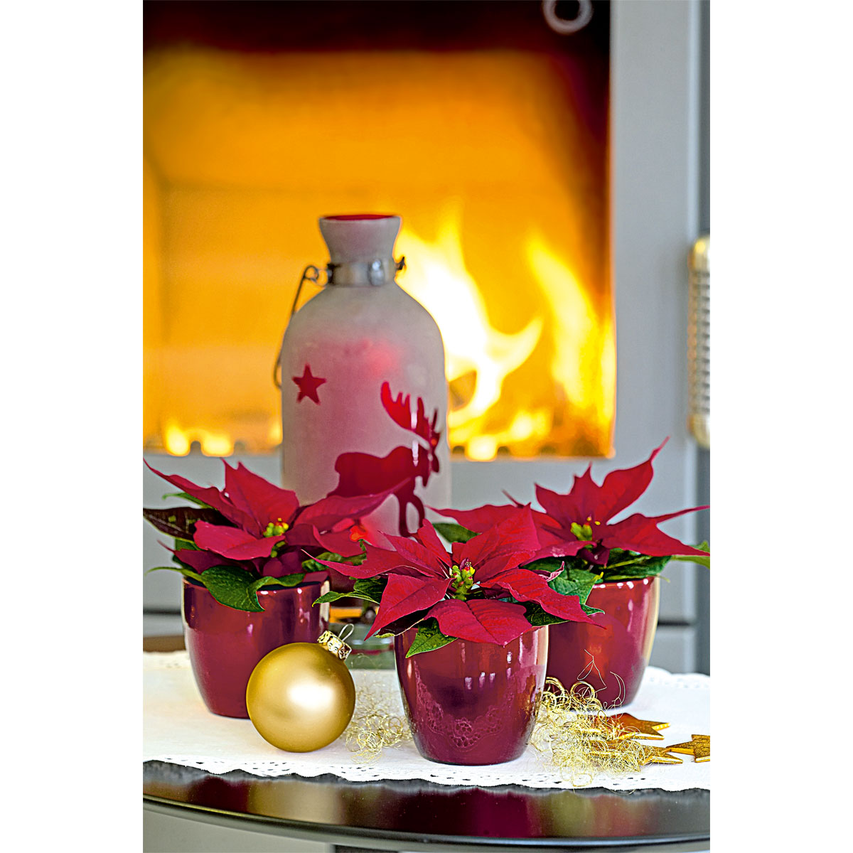 Plantiflor  Weihnachtsstern Mini Bild 3