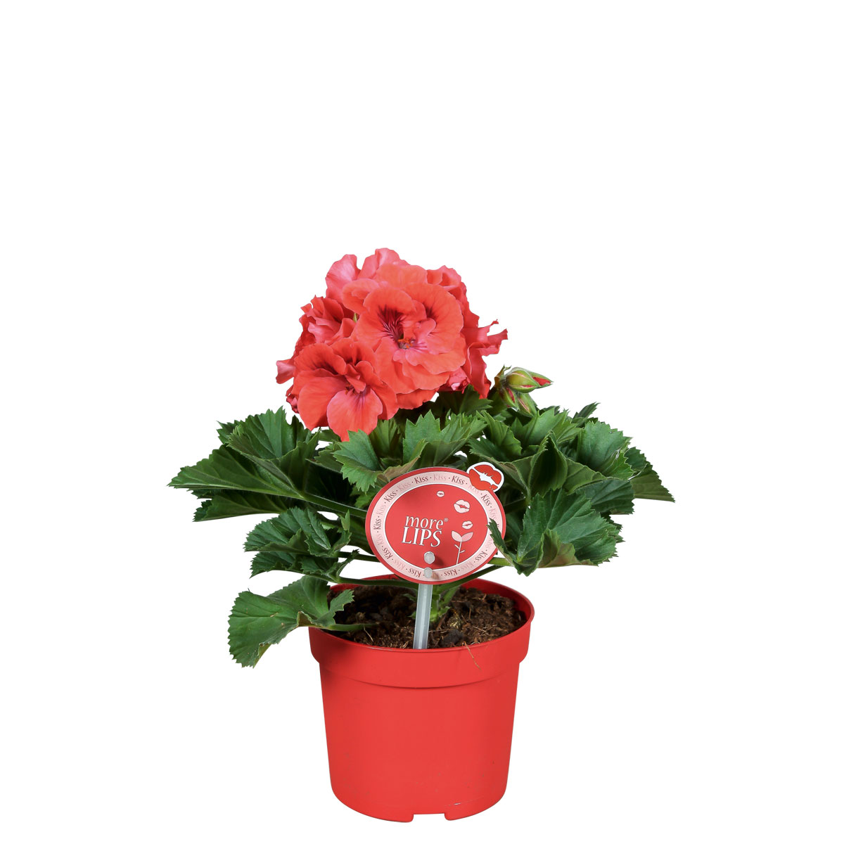 Plantiflor  Edelgeranie Topf- Durchmesser 12 cm Bild 1