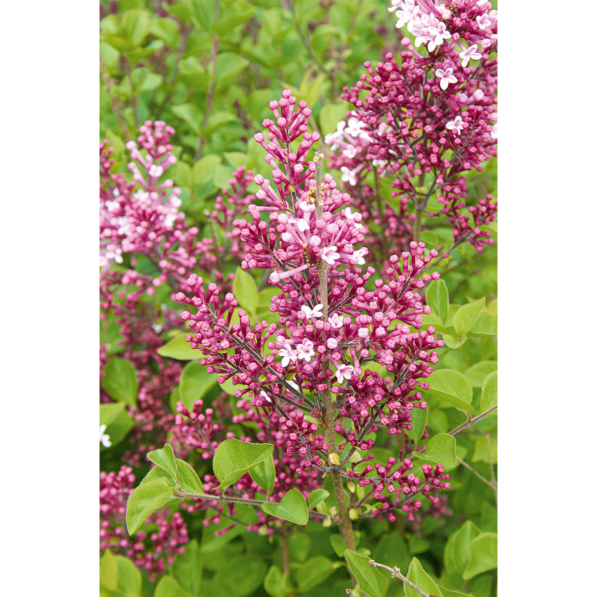 Plantiflor  Zwerg-Duftflieder Palibin Topf Durchmesser 23 cm