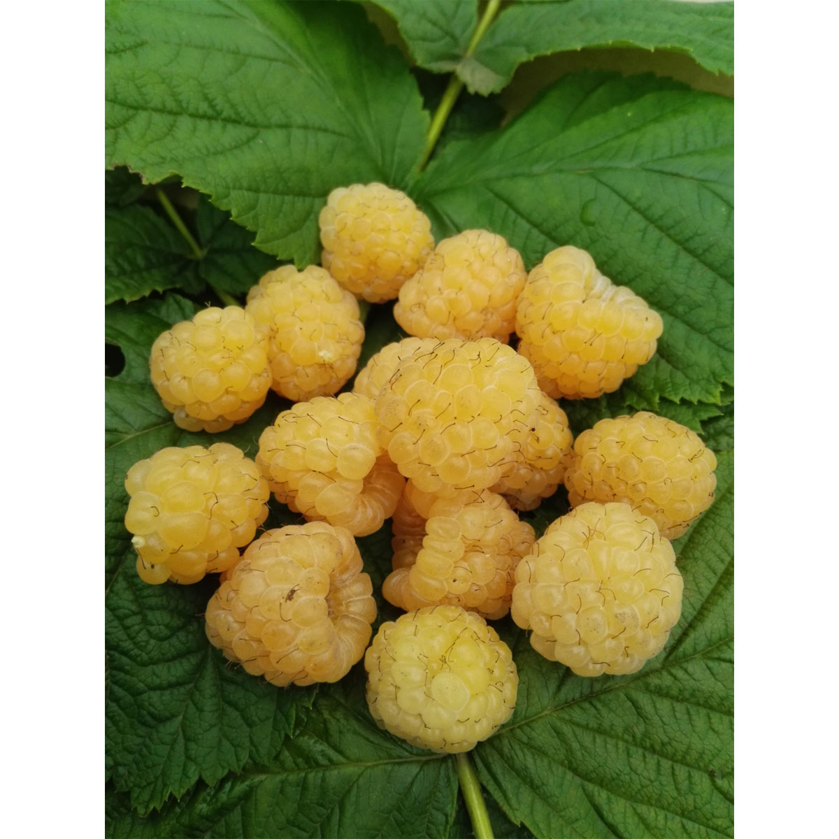 Himbeere Golden Everest