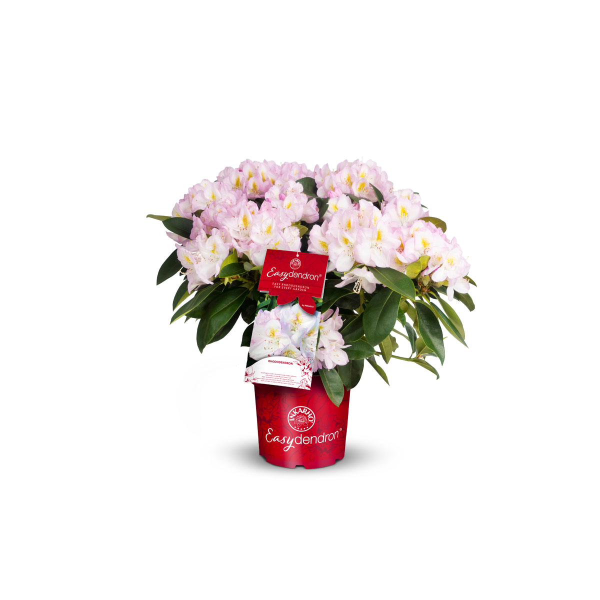 Plantiflor  Großblumiger Rhododendron Topf Durchmesser 17 cm Bild 3