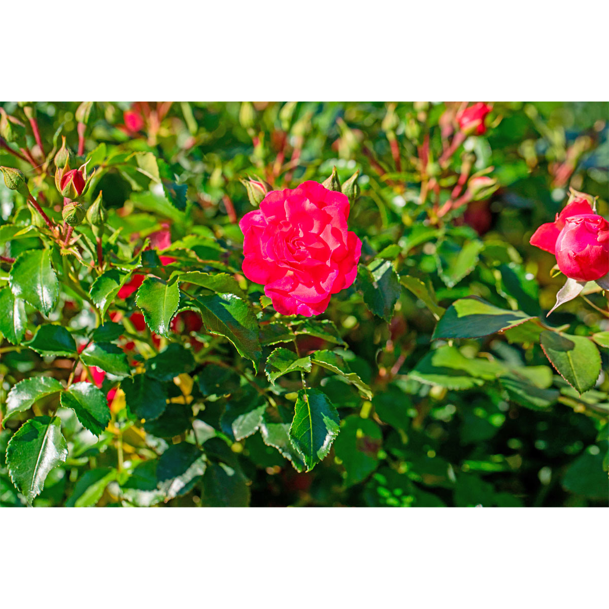 Plantiflor  Bodendeckerrosen Topf Durchmesser 13 cm Bild 4