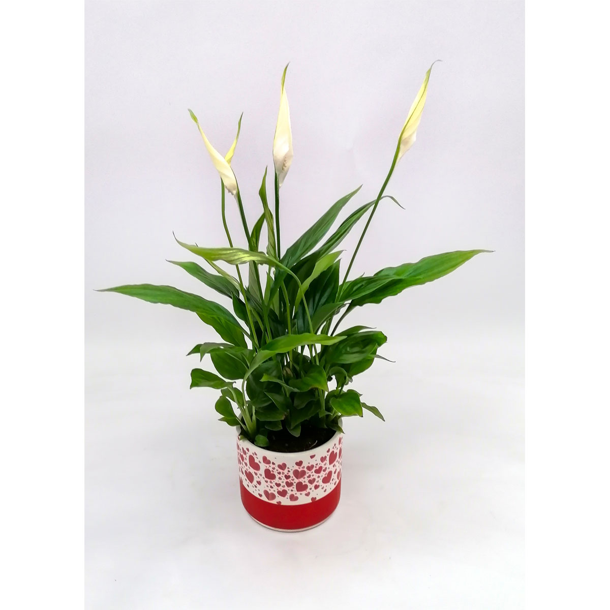 Plantiflor  Einblatt in Dekogefäß Herzcandy T9