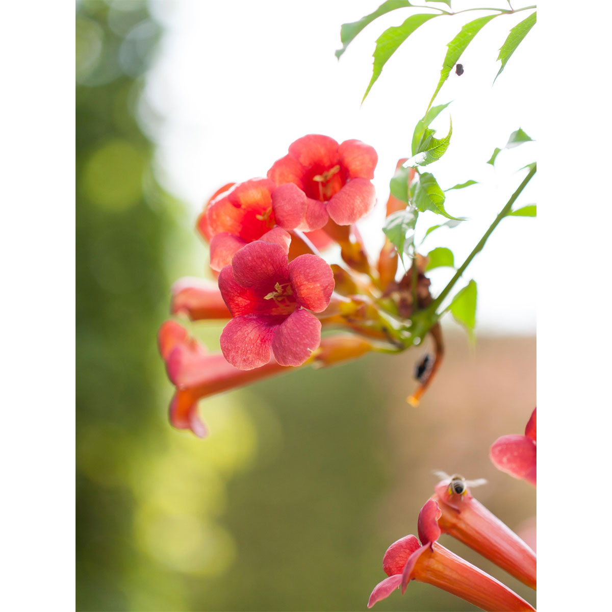 Plantiflor Orangerote Trompetenblume Mme Galen Topf Durchmesser 17 cm Bild 1