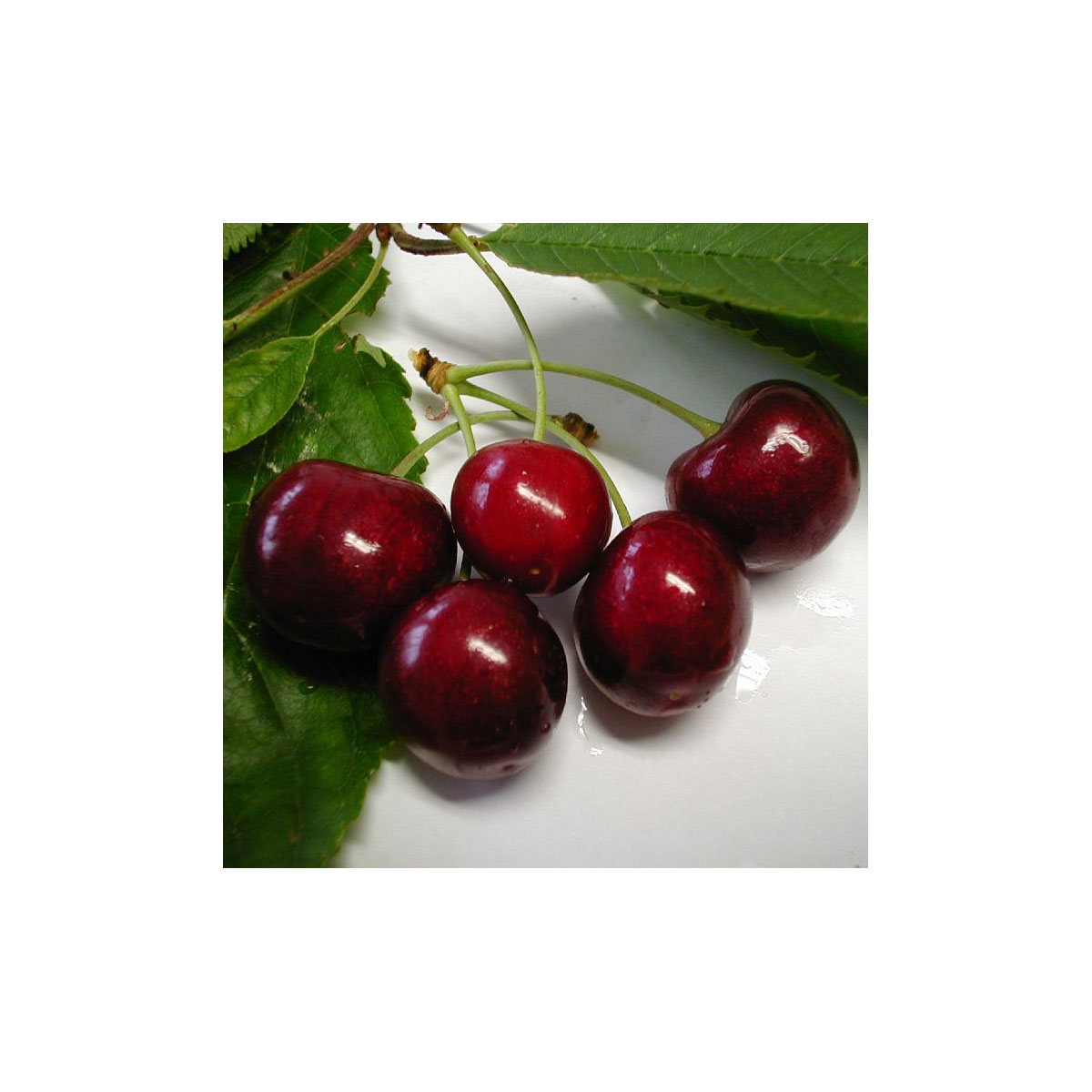 Zwerg-Kirsche Lapins