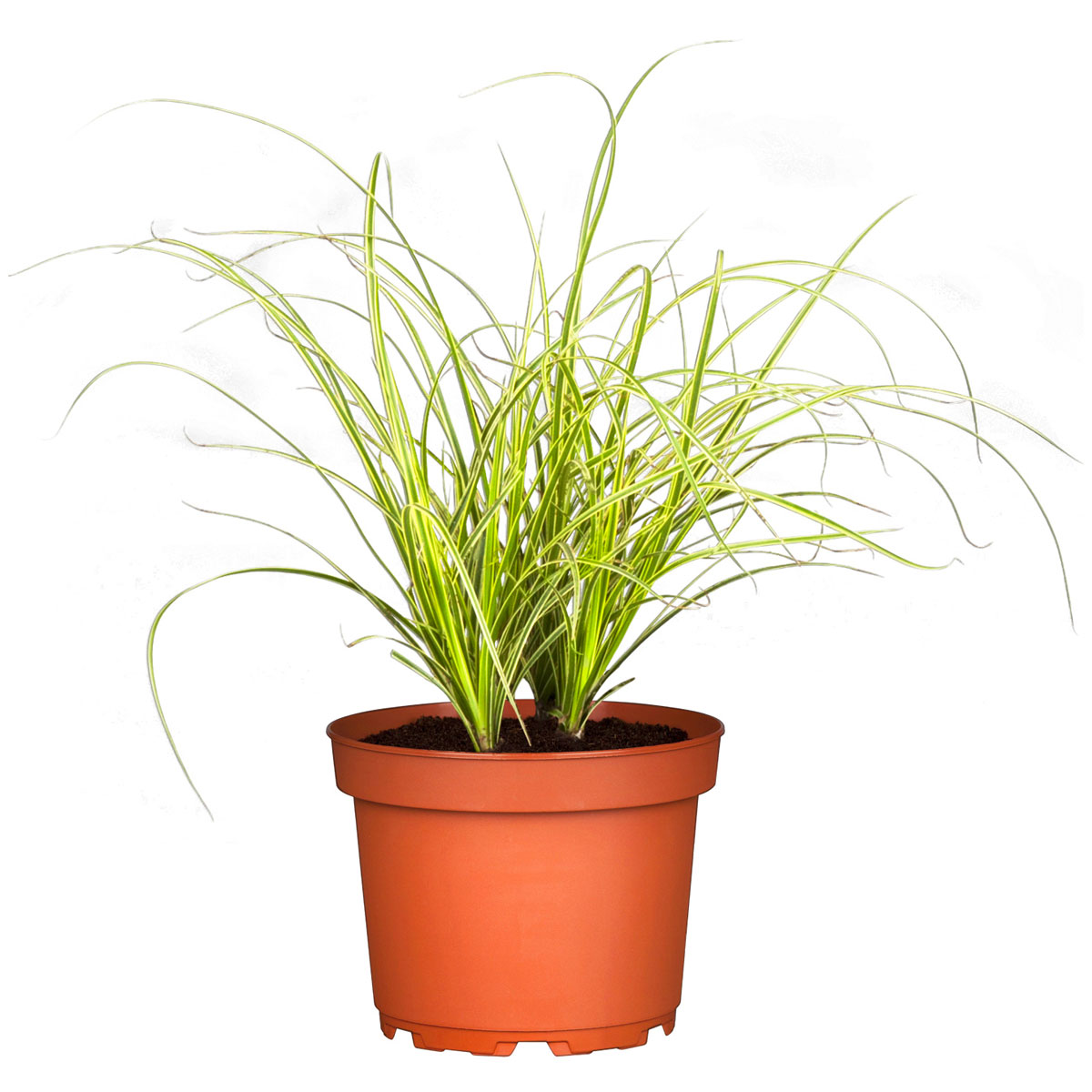 Plantiflor  Ziergräser Durchmesser 17 cm versch Sorten Bild 2