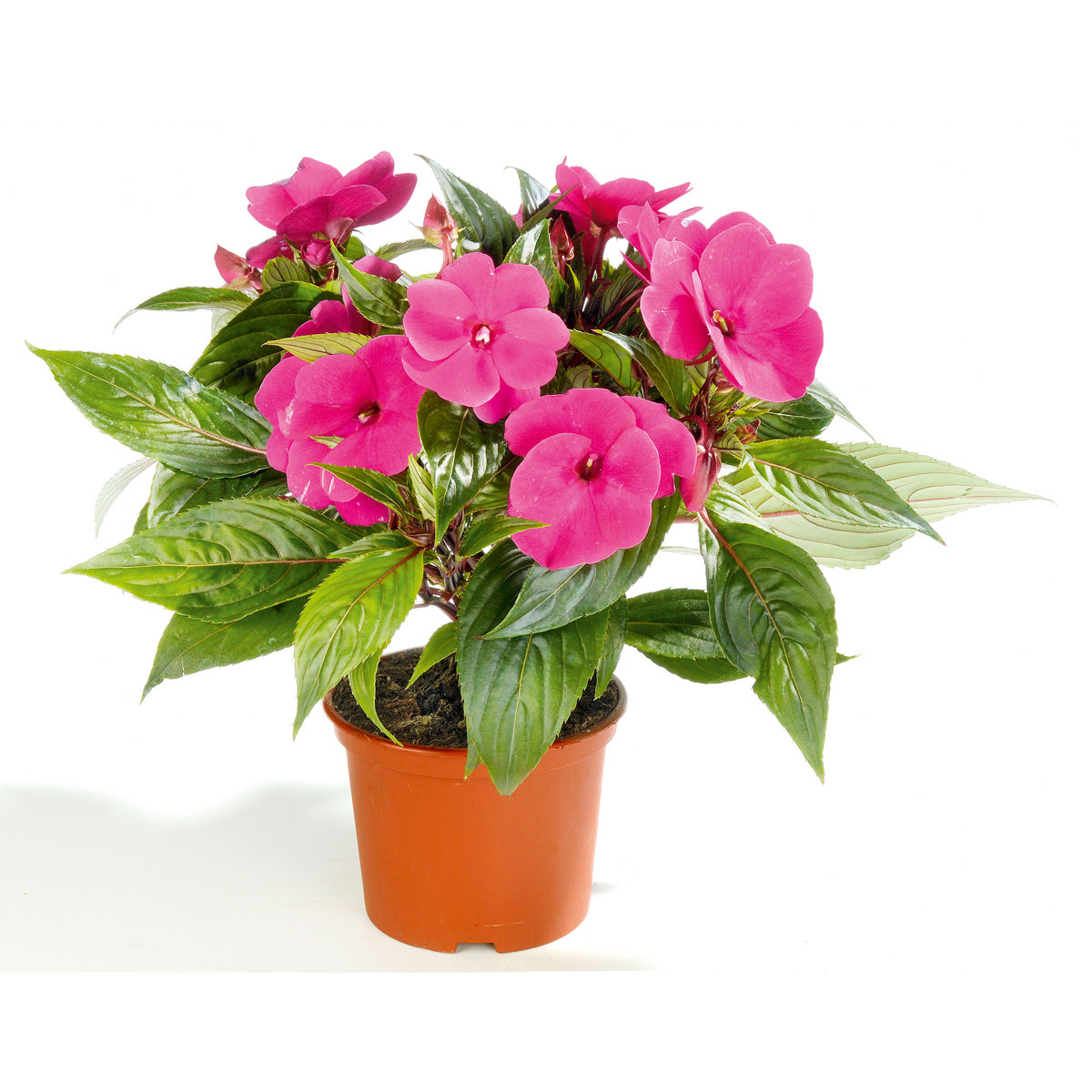 Plantiflor  Edellieschen T12 versch Farben Bild 4