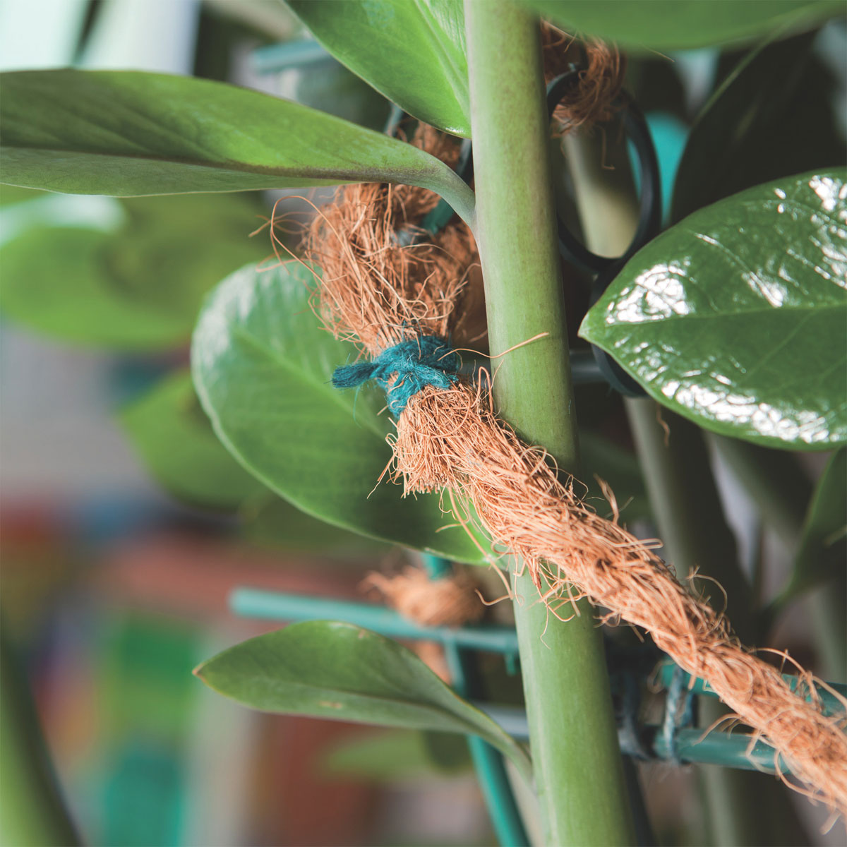 Windhager Gartenschnur Jute grün Bild 3