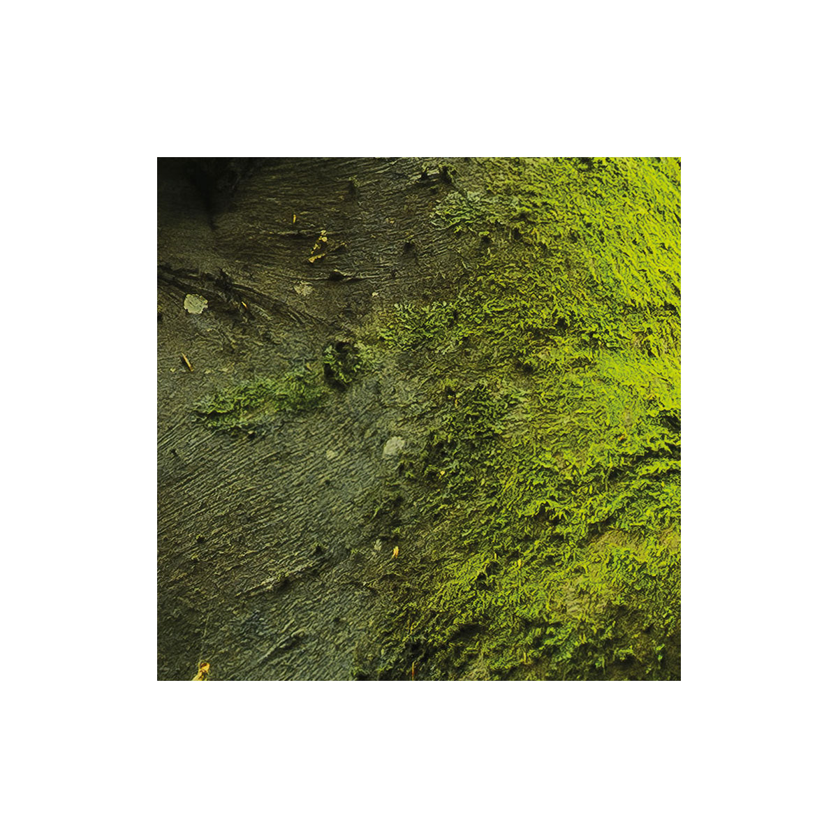 Komar  Vlies Fototapete Der Traumbaum 450x280 cm Bild 5