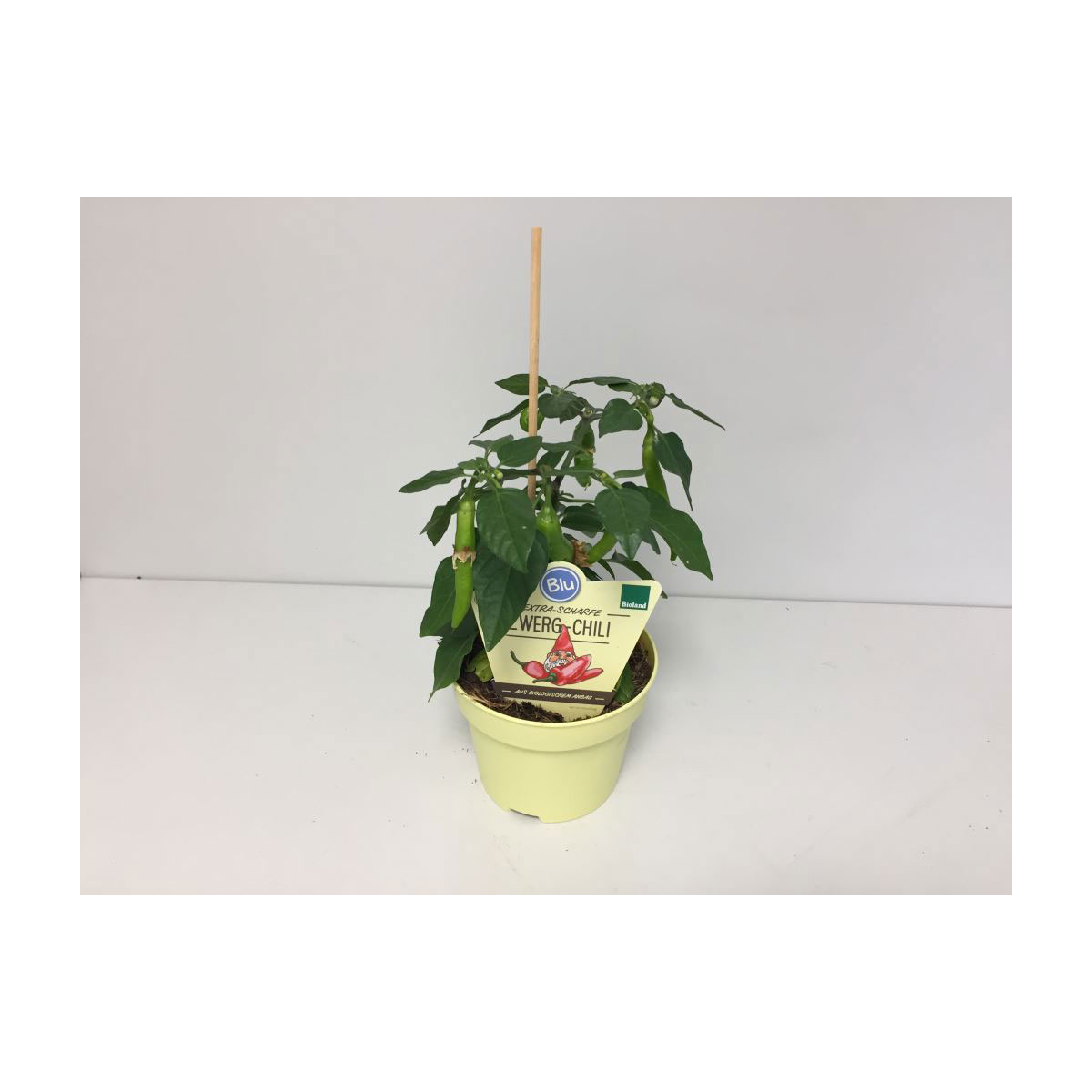 Plantiflor  Zwerg-Chilli T12